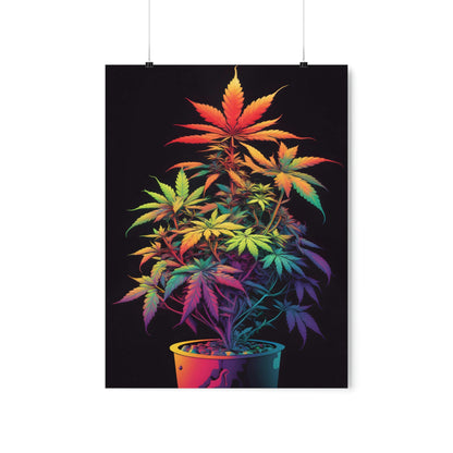 Colorful Cannabis